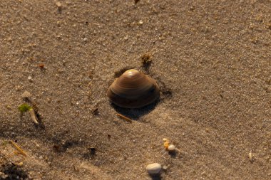 Bu küçük deniz kabuğu kum tanelerinin arasında yatıyordu. Kabuk bir midyeye ait ve içinde güzel mavi bantlar var. Küçük temiz çakıl taşları güneşte neredeyse parlıyor..