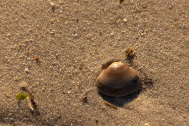 Bu küçük deniz kabuğu kum tanelerinin arasında yatıyordu. Kabuk bir midyeye ait ve içinde güzel mavi bantlar var. Küçük temiz çakıl taşları güneşte neredeyse parlıyor..