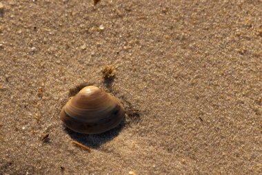 Bu küçük deniz kabuğu kum tanelerinin arasında yatıyordu. Kabuk bir midyeye ait ve içinde güzel mavi bantlar var. Küçük temiz çakıl taşları güneşte neredeyse parlıyor..