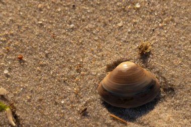 Bu küçük deniz kabuğu kum tanelerinin arasında yatıyordu. Kabuk bir midyeye ait ve içinde güzel mavi bantlar var. Küçük temiz çakıl taşları güneşte neredeyse parlıyor..