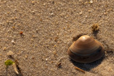 Bu küçük deniz kabuğu kum tanelerinin arasında yatıyordu. Kabuk bir midyeye ait ve içinde güzel mavi bantlar var. Küçük temiz çakıl taşları güneşte neredeyse parlıyor..