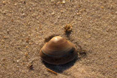 Bu küçük deniz kabuğu kum tanelerinin arasında yatıyordu. Kabuk bir midyeye ait ve içinde güzel mavi bantlar var. Küçük temiz çakıl taşları güneşte neredeyse parlıyor..