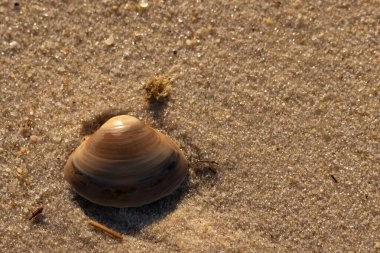 Bu küçük deniz kabuğu kum tanelerinin arasında yatıyordu. Kabuk bir midyeye ait ve içinde güzel mavi bantlar var. Küçük temiz çakıl taşları güneşte neredeyse parlıyor..