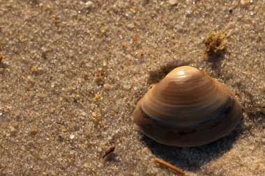Bu küçük deniz kabuğu kum tanelerinin arasında yatıyordu. Kabuk bir midyeye ait ve içinde güzel mavi bantlar var. Küçük temiz çakıl taşları güneşte neredeyse parlıyor..
