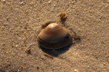 Bu küçük deniz kabuğu kum tanelerinin arasında yatıyordu. Kabuk bir midyeye ait ve içinde güzel mavi bantlar var. Küçük temiz çakıl taşları güneşte neredeyse parlıyor..
