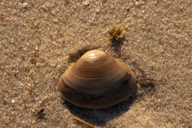 Bu küçük deniz kabuğu kum tanelerinin arasında yatıyordu. Kabuk bir midyeye ait ve içinde güzel mavi bantlar var. Küçük temiz çakıl taşları güneşte neredeyse parlıyor..