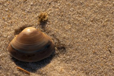 Bu küçük deniz kabuğu kum tanelerinin arasında yatıyordu. Kabuk bir midyeye ait ve içinde güzel mavi bantlar var. Küçük temiz çakıl taşları güneşte neredeyse parlıyor..