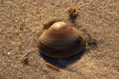 Bu küçük deniz kabuğu kum tanelerinin arasında yatıyordu. Kabuk bir midyeye ait ve içinde güzel mavi bantlar var. Küçük temiz çakıl taşları güneşte neredeyse parlıyor..