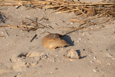 Bu kırık at nalı yengeci kabuğu okyanus kıyısında kıyıya vurduktan sonra burada, kumda yatıyordu. Her yerde saman sazları vardı. Kırık deniz kabukları etrafa saçılmış..