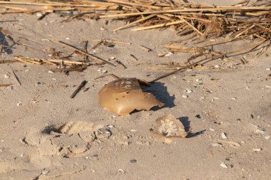Bu kırık at nalı yengeci kabuğu okyanus kıyısında kıyıya vurduktan sonra burada, kumda yatıyordu. Her yerde saman sazları vardı. Kırık deniz kabukları etrafa saçılmış..