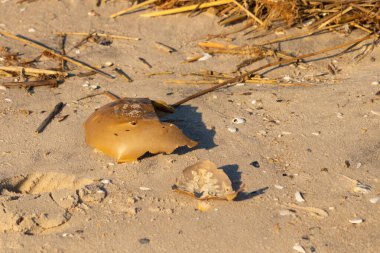 Bu kırık at nalı yengeci kabuğu okyanus kıyısında kıyıya vurduktan sonra burada, kumda yatıyordu. Her yerde saman sazları vardı. Kırık deniz kabukları etrafa saçılmış..
