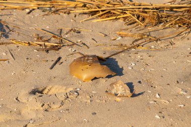Bu kırık at nalı yengeci kabuğu okyanus kıyısında kıyıya vurduktan sonra burada, kumda yatıyordu. Her yerde saman sazları vardı. Kırık deniz kabukları etrafa saçılmış..