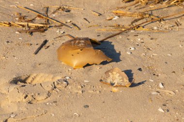 Bu kırık at nalı yengeci kabuğu okyanus kıyısında kıyıya vurduktan sonra burada, kumda yatıyordu. Her yerde saman sazları vardı. Kırık deniz kabukları etrafa saçılmış..