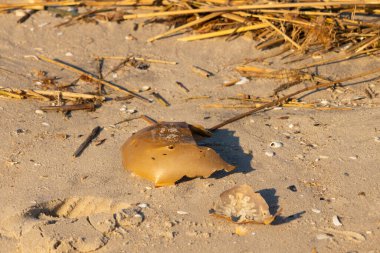 Bu kırık at nalı yengeci kabuğu okyanus kıyısında kıyıya vurduktan sonra burada, kumda yatıyordu. Her yerde saman sazları vardı. Kırık deniz kabukları etrafa saçılmış..