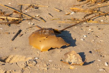Bu kırık at nalı yengeci kabuğu okyanus kıyısında kıyıya vurduktan sonra burada, kumda yatıyordu. Her yerde saman sazları vardı. Kırık deniz kabukları etrafa saçılmış..