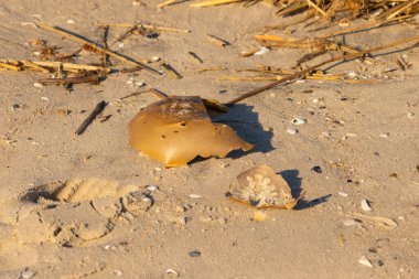 Bu kırık at nalı yengeci kabuğu okyanus kıyısında kıyıya vurduktan sonra burada, kumda yatıyordu. Her yerde saman sazları vardı. Kırık deniz kabukları etrafa saçılmış..