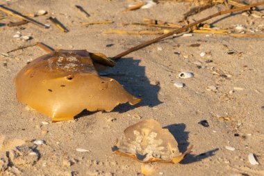 Bu kırık at nalı yengeci kabuğu okyanus kıyısında kıyıya vurduktan sonra burada, kumda yatıyordu. Her yerde saman sazları vardı. Kırık deniz kabukları etrafa saçılmış..