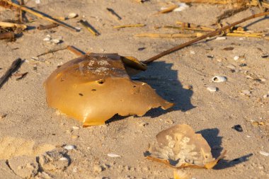Bu kırık at nalı yengeci kabuğu okyanus kıyısında kıyıya vurduktan sonra burada, kumda yatıyordu. Her yerde saman sazları vardı. Kırık deniz kabukları etrafa saçılmış..