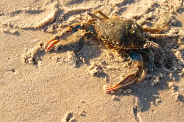 Bu mavi yengeç sahilde poz veriyor. Pençelerini kullanmaya ve onu tehlikeye atan herkesi çimdiklemeye hazır. Büyük çimdikçiler dışarı ve hazır. Her yer kumla kaplıydı..