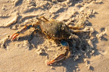 Bu mavi yengeç sahilde poz veriyor. Pençelerini kullanmaya ve onu tehlikeye atan herkesi çimdiklemeye hazır. Büyük çimdikçiler dışarı ve hazır. Her yer kumla kaplıydı..
