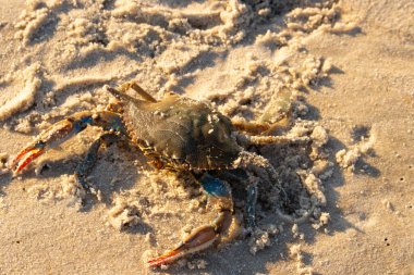 Bu mavi yengeç sahilde poz veriyor. Pençelerini kullanmaya ve onu tehlikeye atan herkesi çimdiklemeye hazır. Büyük çimdikçiler dışarı ve hazır. Her yer kumla kaplıydı..