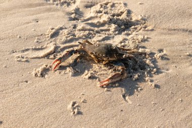 Bu mavi yengeç sahilde poz veriyor. Pençelerini kullanmaya ve onu tehlikeye atan herkesi çimdiklemeye hazır. Büyük çimdikçiler dışarı ve hazır. Her yer kumla kaplıydı..