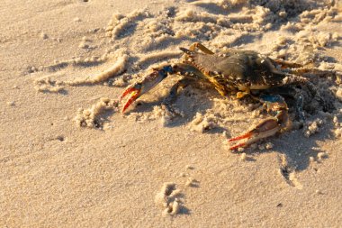 Bu mavi yengeç sahilde poz veriyor. Pençelerini kullanmaya ve onu tehlikeye atan herkesi çimdiklemeye hazır. Büyük çimdikçiler dışarı ve hazır. Her yer kumla kaplıydı..