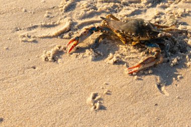 Bu mavi yengeç sahilde poz veriyor. Pençelerini kullanmaya ve onu tehlikeye atan herkesi çimdiklemeye hazır. Büyük çimdikçiler dışarı ve hazır. Her yer kumla kaplıydı..
