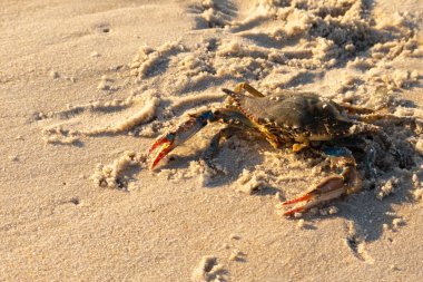 Bu mavi yengeç sahilde poz veriyor. Pençelerini kullanmaya ve onu tehlikeye atan herkesi çimdiklemeye hazır. Büyük çimdikçiler dışarı ve hazır. Her yer kumla kaplıydı..