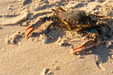 Bu mavi yengeç sahilde poz veriyor. Pençelerini kullanmaya ve onu tehlikeye atan herkesi çimdiklemeye hazır. Büyük çimdikçiler dışarı ve hazır. Her yer kumla kaplıydı..