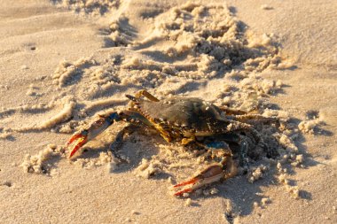 Bu mavi yengeç sahilde poz veriyor. Pençelerini kullanmaya ve onu tehlikeye atan herkesi çimdiklemeye hazır. Büyük çimdikçiler dışarı ve hazır. Her yer kumla kaplıydı..