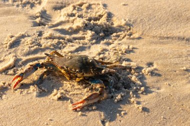 Bu mavi yengeç sahilde poz veriyor. Pençelerini kullanmaya ve onu tehlikeye atan herkesi çimdiklemeye hazır. Büyük çimdikçiler dışarı ve hazır. Her yer kumla kaplıydı..