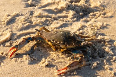 Bu mavi yengeç sahilde poz veriyor. Pençelerini kullanmaya ve onu tehlikeye atan herkesi çimdiklemeye hazır. Büyük çimdikçiler dışarı ve hazır. Her yer kumla kaplıydı..