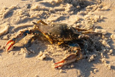 Bu mavi yengeç sahilde poz veriyor. Pençelerini kullanmaya ve onu tehlikeye atan herkesi çimdiklemeye hazır. Büyük çimdikçiler dışarı ve hazır. Her yer kumla kaplıydı..