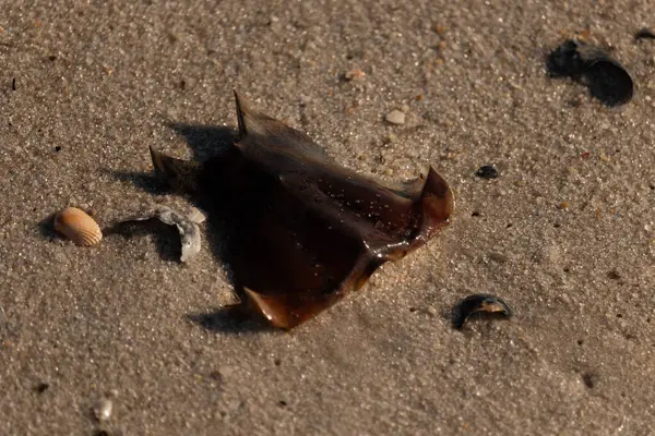 At nalı yengeci kabuğu kumda yatıyordu. Güneş kenarları yakalıyor neredeyse parlıyormuş gibi gösteriyor. Her yerde kum taneleri ve etrafa saçılmış küçük çakıl taşları ve deniz kabukları var..