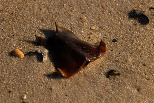 At nalı yengeci kabuğu kumda yatıyordu. Güneş kenarları yakalıyor neredeyse parlıyormuş gibi gösteriyor. Her yerde kum taneleri ve etrafa saçılmış küçük çakıl taşları ve deniz kabukları var..