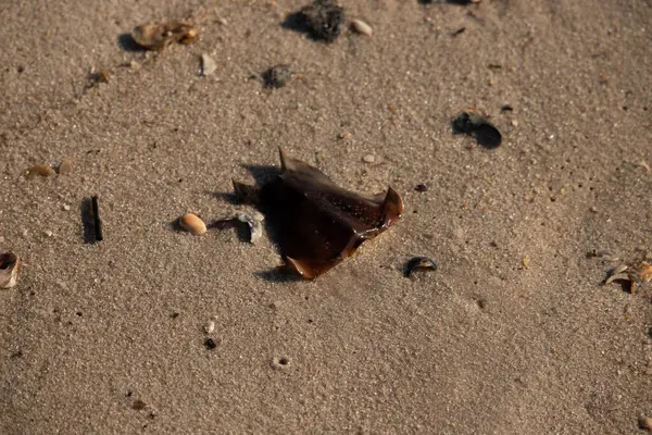 At nalı yengeci kabuğu kumda yatıyordu. Güneş kenarları yakalıyor neredeyse parlıyormuş gibi gösteriyor. Her yerde kum taneleri ve etrafa saçılmış küçük çakıl taşları ve deniz kabukları var..