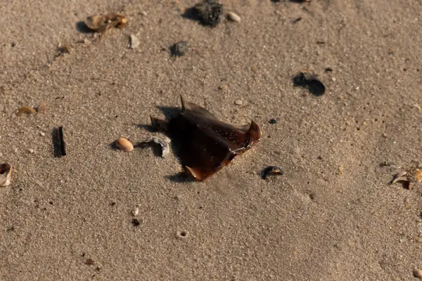 At nalı yengeci kabuğu kumda yatıyordu. Güneş kenarları yakalıyor neredeyse parlıyormuş gibi gösteriyor. Her yerde kum taneleri ve etrafa saçılmış küçük çakıl taşları ve deniz kabukları var..