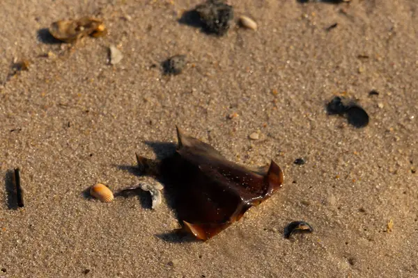 At nalı yengeci kabuğu kumda yatıyordu. Güneş kenarları yakalıyor neredeyse parlıyormuş gibi gösteriyor. Her yerde kum taneleri ve etrafa saçılmış küçük çakıl taşları ve deniz kabukları var..