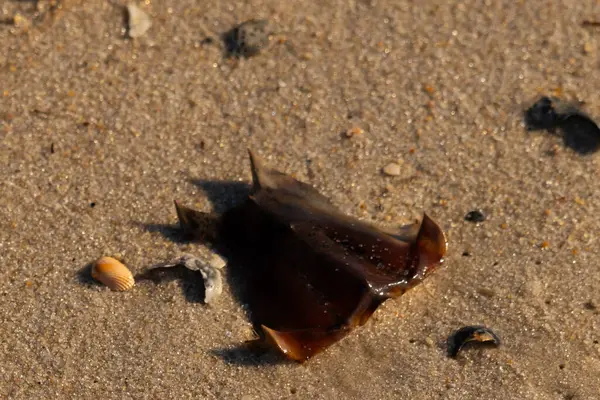 At nalı yengeci kabuğu kumda yatıyordu. Güneş kenarları yakalıyor neredeyse parlıyormuş gibi gösteriyor. Her yerde kum taneleri ve etrafa saçılmış küçük çakıl taşları ve deniz kabukları var..