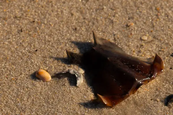 At nalı yengeci kabuğu kumda yatıyordu. Güneş kenarları yakalıyor neredeyse parlıyormuş gibi gösteriyor. Her yerde kum taneleri ve etrafa saçılmış küçük çakıl taşları ve deniz kabukları var..