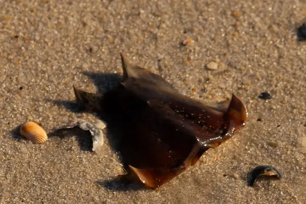At nalı yengeci kabuğu kumda yatıyordu. Güneş kenarları yakalıyor neredeyse parlıyormuş gibi gösteriyor. Her yerde kum taneleri ve etrafa saçılmış küçük çakıl taşları ve deniz kabukları var..