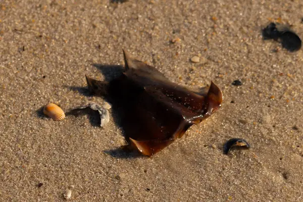 At nalı yengeci kabuğu kumda yatıyordu. Güneş kenarları yakalıyor neredeyse parlıyormuş gibi gösteriyor. Her yerde kum taneleri ve etrafa saçılmış küçük çakıl taşları ve deniz kabukları var..