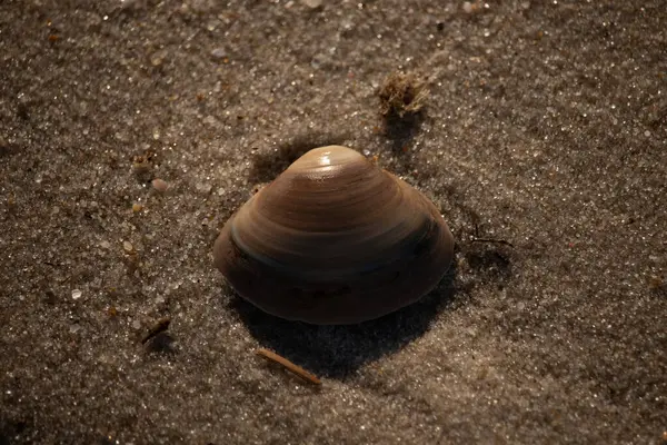 Bu küçük deniz kabuğu kum tanelerinin arasında yatıyordu. Kabuk bir midyeye ait ve içinde güzel mavi bantlar var. Küçük temiz çakıl taşları güneşte neredeyse parlıyor..