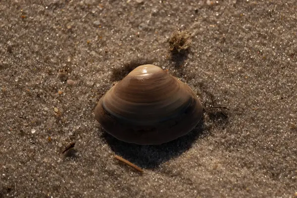Bu küçük deniz kabuğu kum tanelerinin arasında yatıyordu. Kabuk bir midyeye ait ve içinde güzel mavi bantlar var. Küçük temiz çakıl taşları güneşte neredeyse parlıyor..