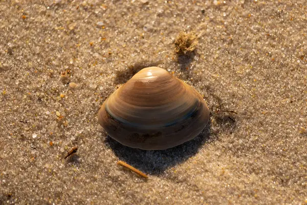 Bu küçük deniz kabuğu kum tanelerinin arasında yatıyordu. Kabuk bir midyeye ait ve içinde güzel mavi bantlar var. Küçük temiz çakıl taşları güneşte neredeyse parlıyor..