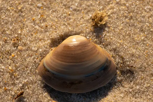 Bu küçük deniz kabuğu kum tanelerinin arasında yatıyordu. Kabuk bir midyeye ait ve içinde güzel mavi bantlar var. Küçük temiz çakıl taşları güneşte neredeyse parlıyor..