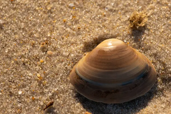 Bu küçük deniz kabuğu kum tanelerinin arasında yatıyordu. Kabuk bir midyeye ait ve içinde güzel mavi bantlar var. Küçük temiz çakıl taşları güneşte neredeyse parlıyor..