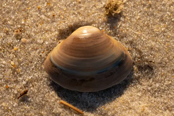 Bu küçük deniz kabuğu kum tanelerinin arasında yatıyordu. Kabuk bir midyeye ait ve içinde güzel mavi bantlar var. Küçük temiz çakıl taşları güneşte neredeyse parlıyor..