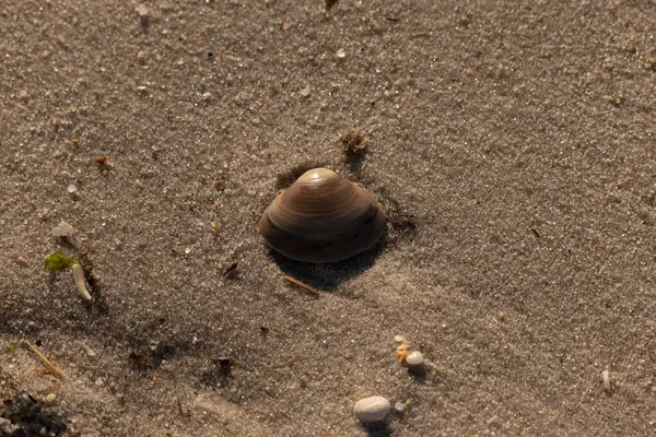 Bu küçük deniz kabuğu kum tanelerinin arasında yatıyordu. Kabuk bir midyeye ait ve içinde güzel mavi bantlar var. Küçük temiz çakıl taşları güneşte neredeyse parlıyor..